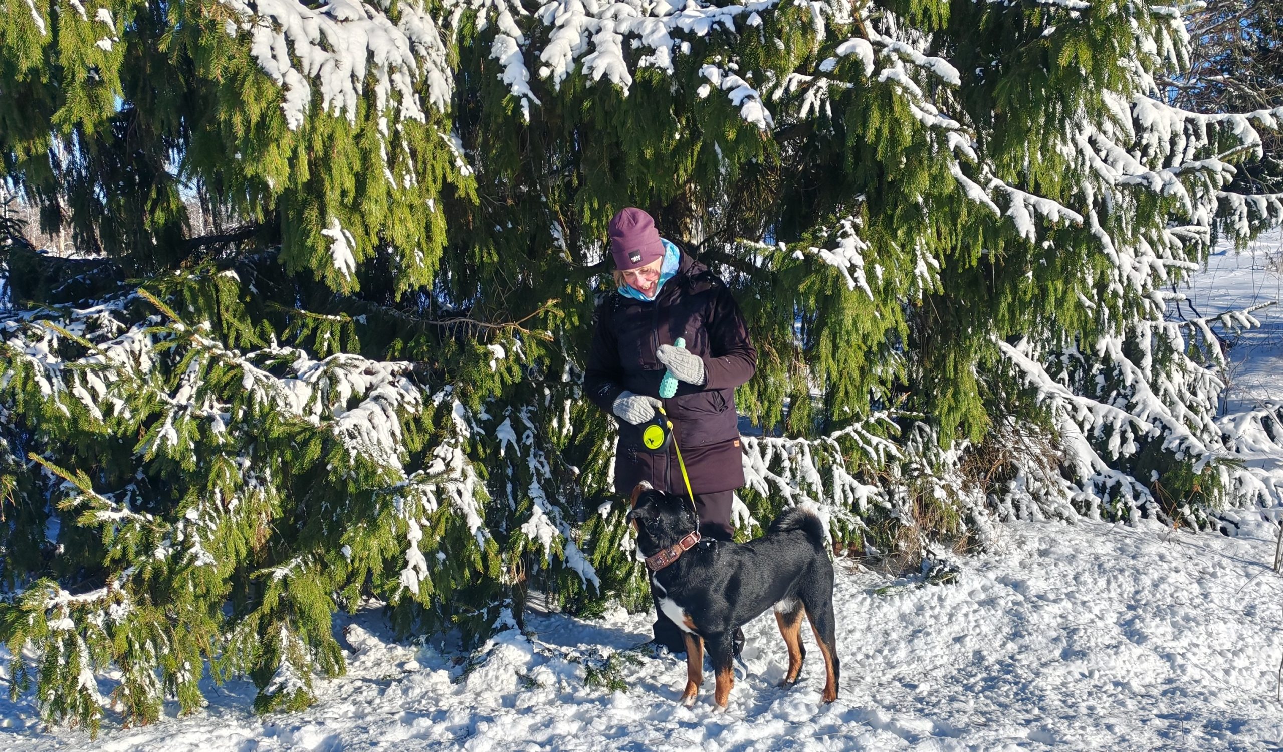 Nykyinen kuva: Merja ja Nero nauttimassa talvisesta luonnosta kuusen edessä.