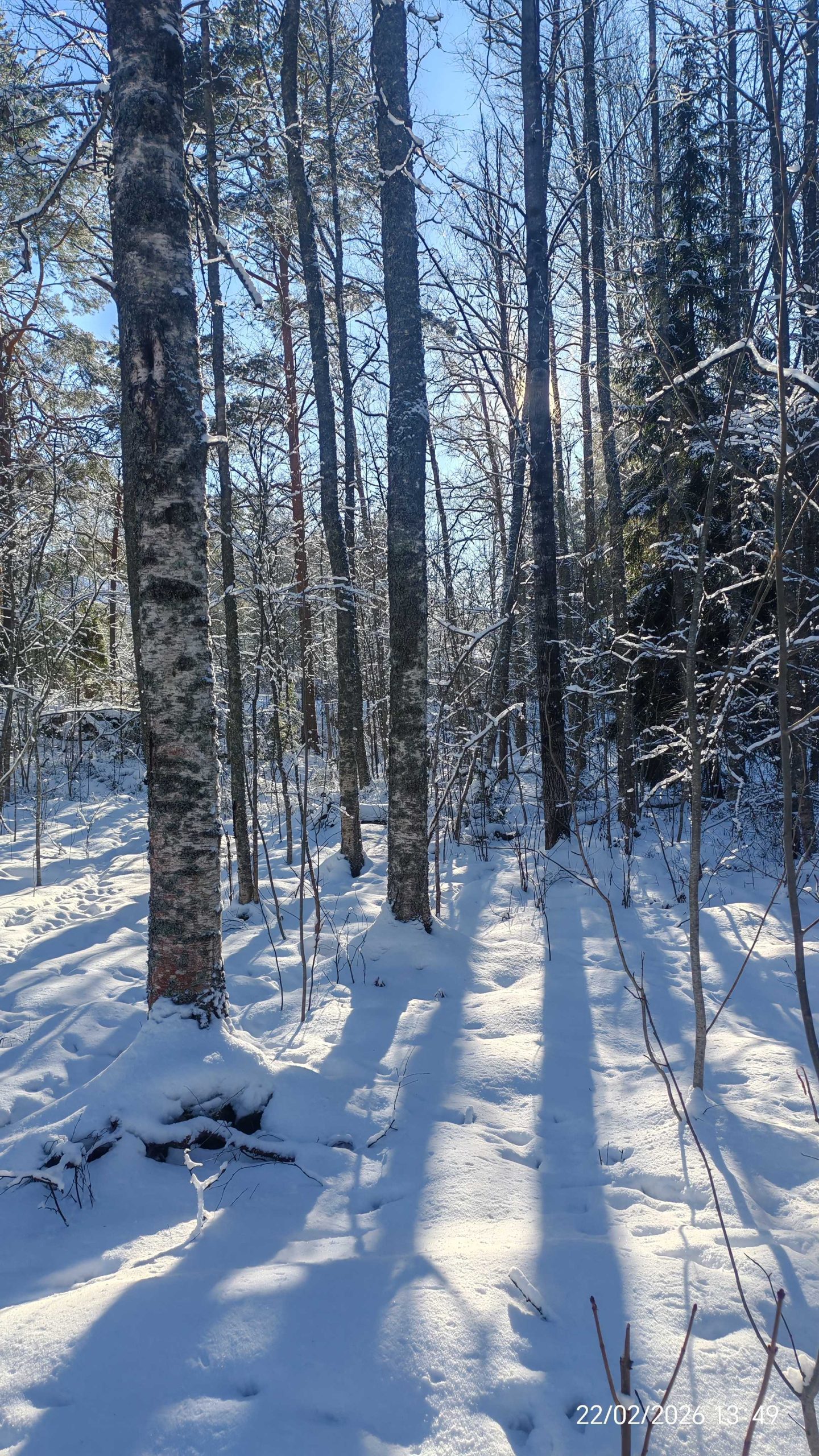 Metsäkuva. Puiden varjoja aurinkoisella hangella.